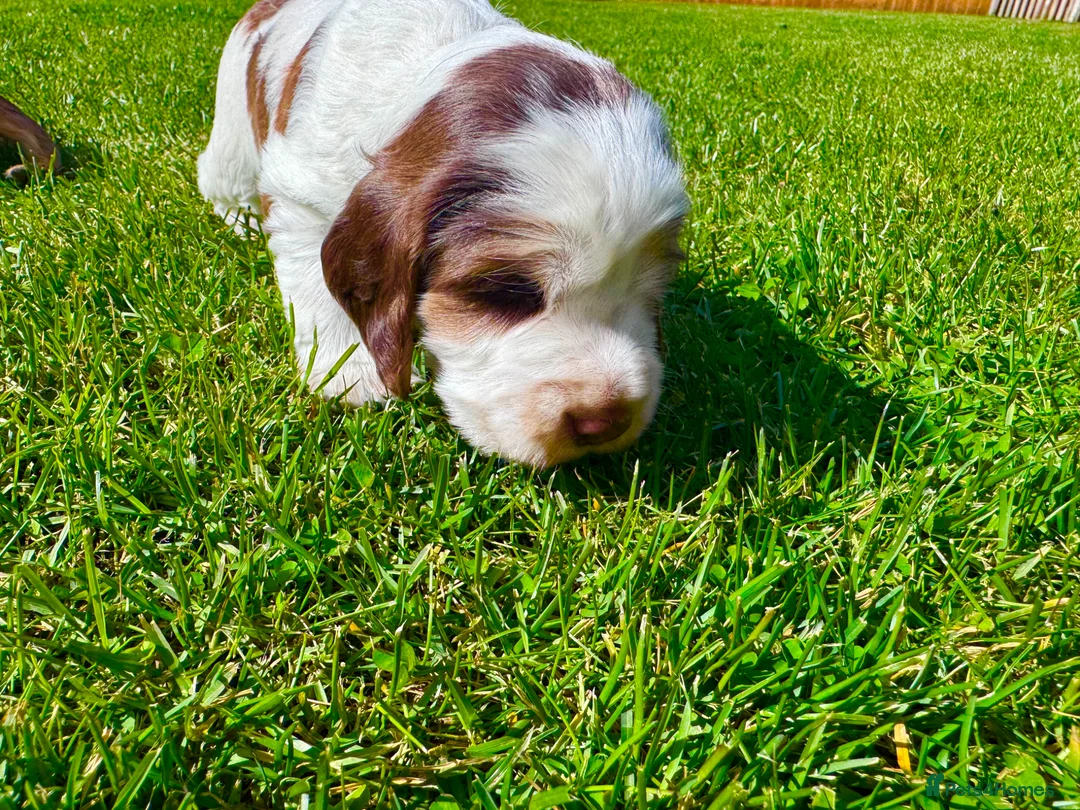 Cocker Spaniel dogs for sale: KC Registered Show Cocker Spaniel Babies 🐾🐾🐾 - Advert 2