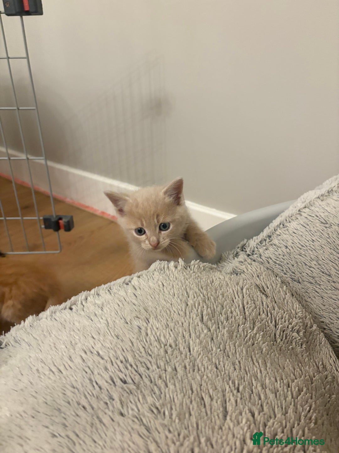 Mixed Breed cats for sale: beautiful kittens for sale - Image 9