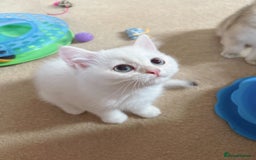 British Shorthair cats for sale: Britiah shorthair last girl available - Image 2