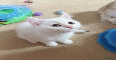 British Shorthair cats - Advert 16