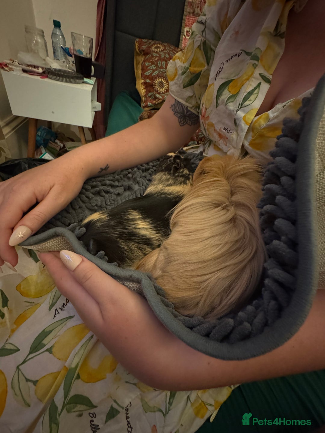 Guinea Pig rodents for sale: Two guinea pigs with extra large enclosure  - Image 4