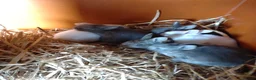 Mixed Breed rabbits for sale: Rex cross continental giant babies for sale in Dorchester - Advert 6