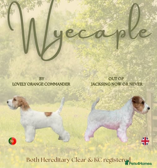 Jack Russell dogs Quality Male Puppy - Advert 2