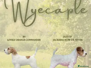 Jack Russell dogs Quality Male Puppy - Advert 2