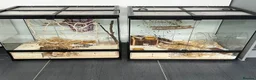 Mouse rodents for sale: Micro Squirrels for rehoming - Advert 2