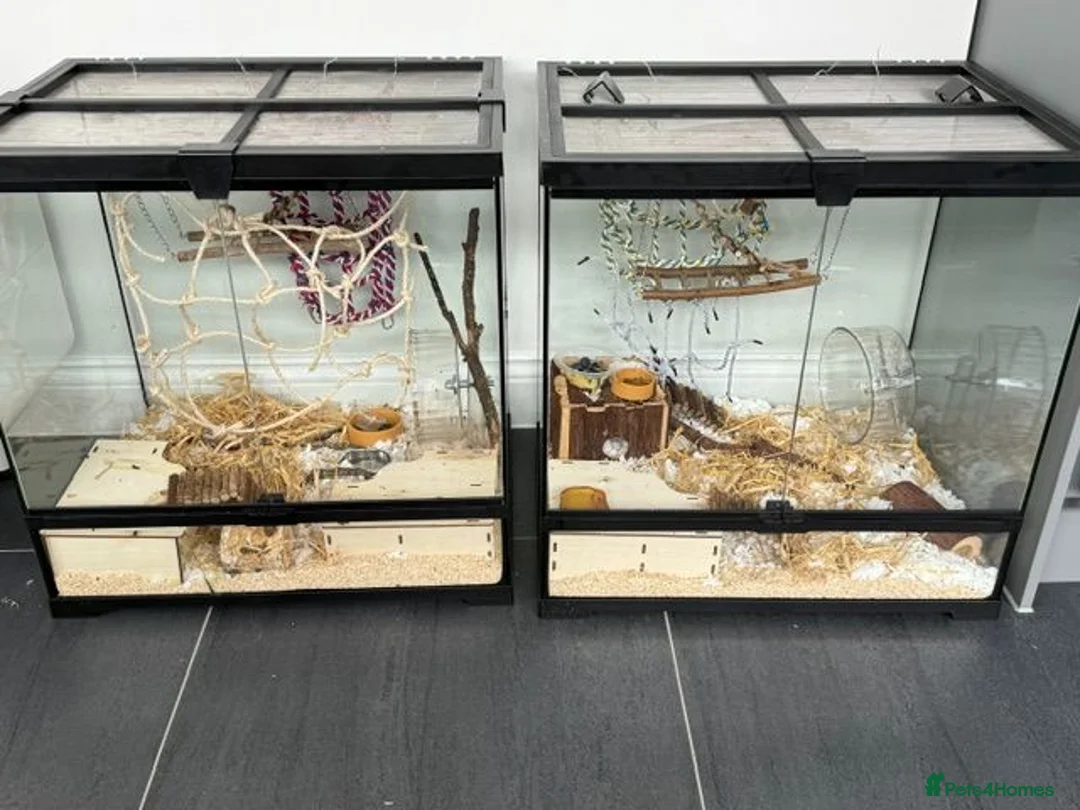 Mouse rodents for sale: Micro Squirrels for rehoming - Advert 2