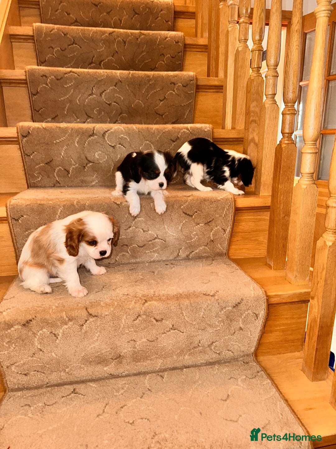Cavalier King Charles Spaniel dogs for sale: Cavalier King Charles puppy’s  - Advert 9