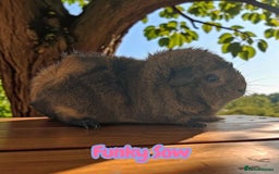Guinea Pig rodents for sale: Guinea Pigs Boars & Sows from Show Stock Satins in Atherstone - Image 9
