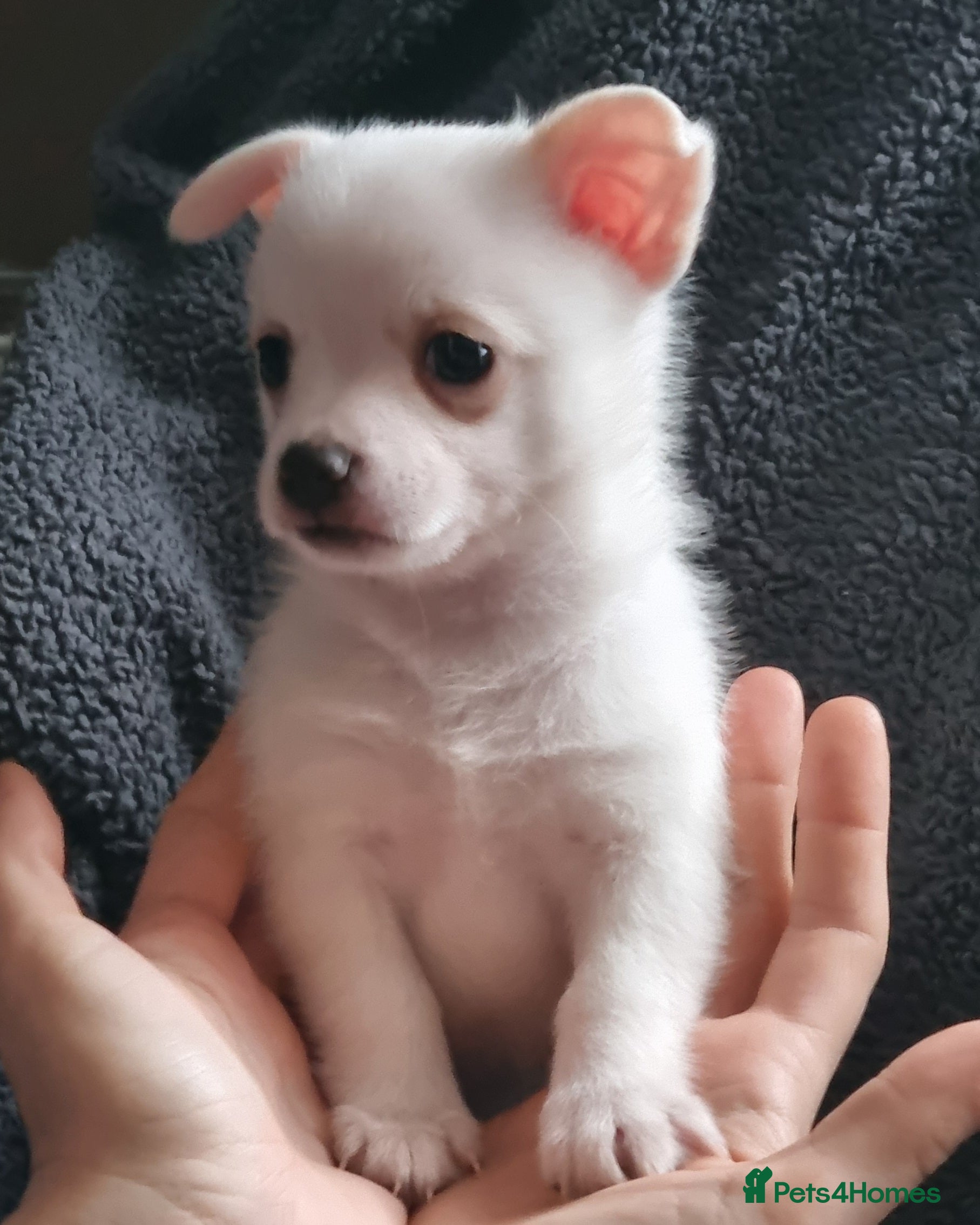 Pomchi dogs Adorable Pomchi Puppies - Viewings now welcome - Advert 7