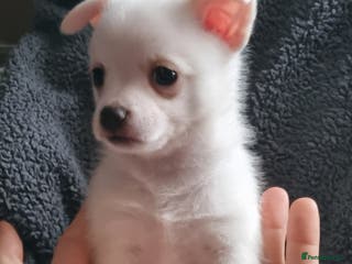 Pomchi dogs Adorable Pomchi Puppies - Viewings now welcome - Advert 7