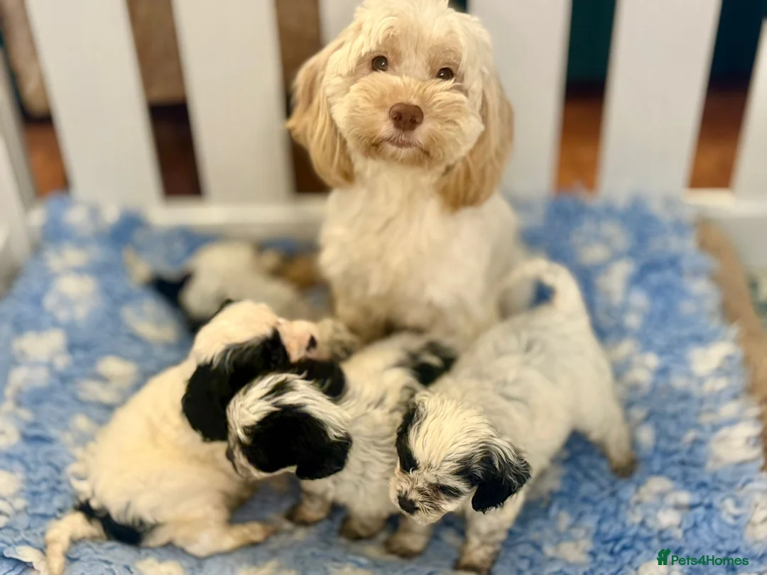 Cavapoo dogs for sale: Gorgeous Parti Colour Cavapoos 🖤 - Advert 2