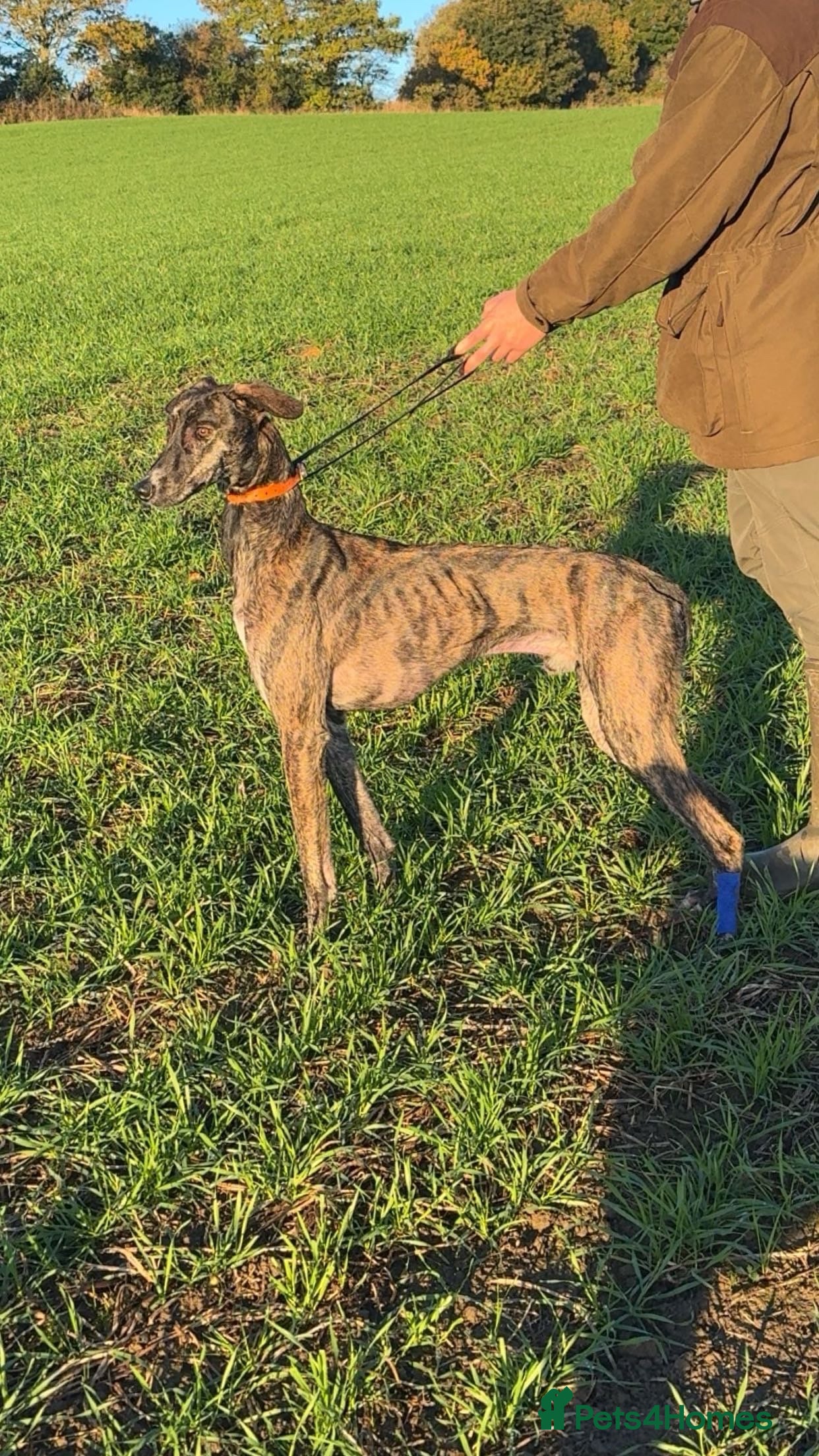 Mixed Breed dogs Saluki coli Grey - Advert 3