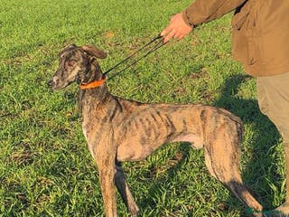 Mixed Breed dogs Saluki coli Grey - Advert 9