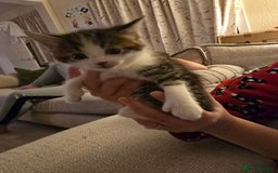 British Shorthair cats for sale: 5 beautiful kittens ready for a new home  - Image 8