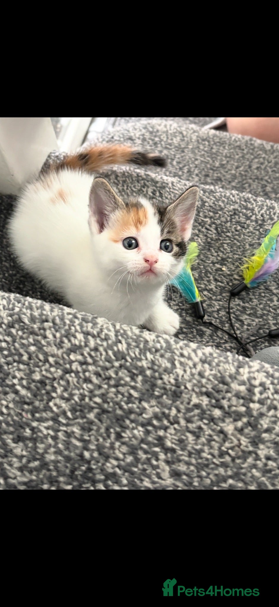 Domestic Shorthair cats Beautiful kittens looking for forever homes  - Advert 14