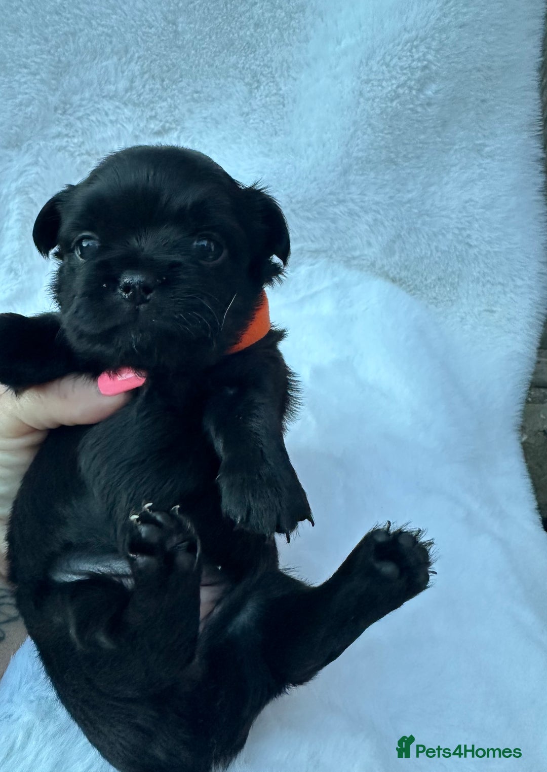Mixed Breed dogs for sale: Chihuahua × Jack Russell Puppies – KC Reg Dad” - Image 13