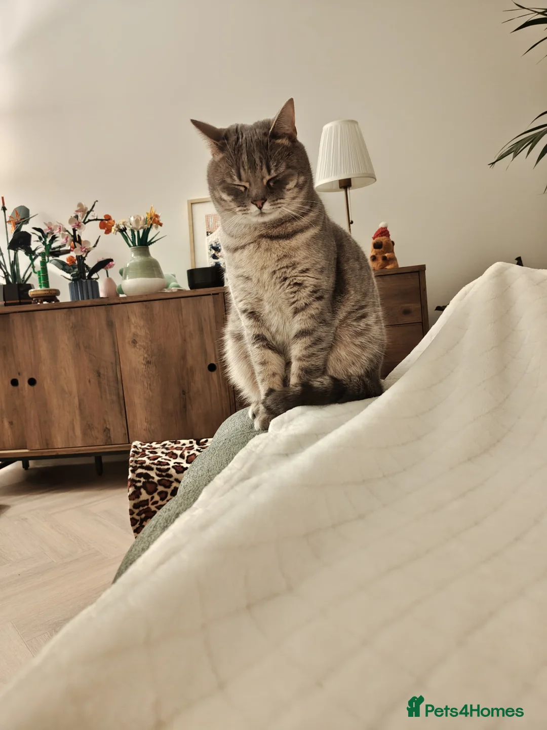 Mixed Breed cats for sale: Male cat - Advert 1