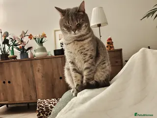 Mixed Breed cats Male cat - Advert 1