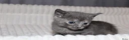 British Shorthair cats for sale: Stunning british short hair kittens 🐱  - Advert 18