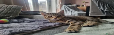 Domestic Shorthair 4