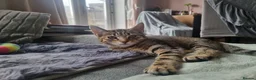 Domestic Shorthair cats for sale: Last two gorgeous tortie/tabby female kittens.  - Advert 14