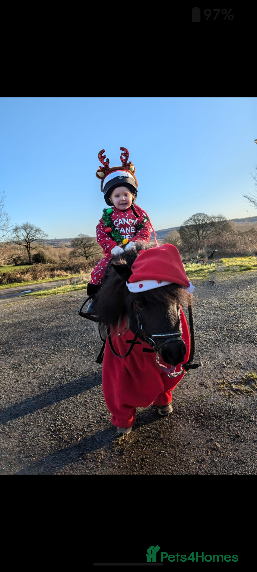Shetland pony horses for sale: Rocco mini Shetland gelding 8hh - Image 12
