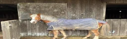 Welsh Section A horses for sale: Toffee 4 year old approximately 12.2hh  in Barnstaple - Advert 5