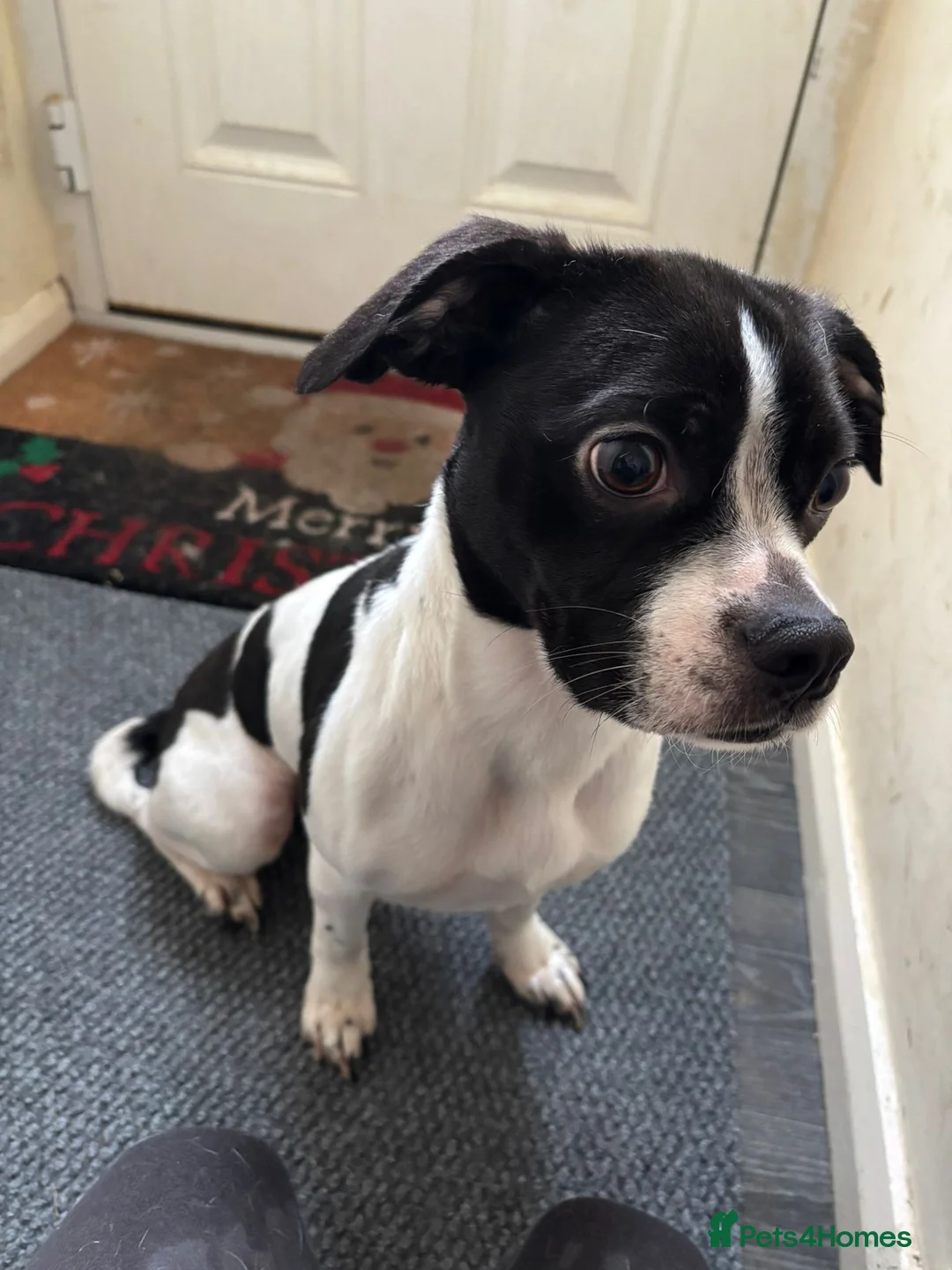 Mixed Breed dogs for sale: Gorgeous little girl - Advert 2