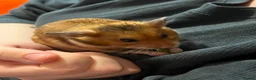 Hamster rodents for sale: 4 Hamsters for sale in Shrewsbury - Advert 3