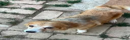 Mixed Breed dogs for adoption: Mable in Staines - Advert 3