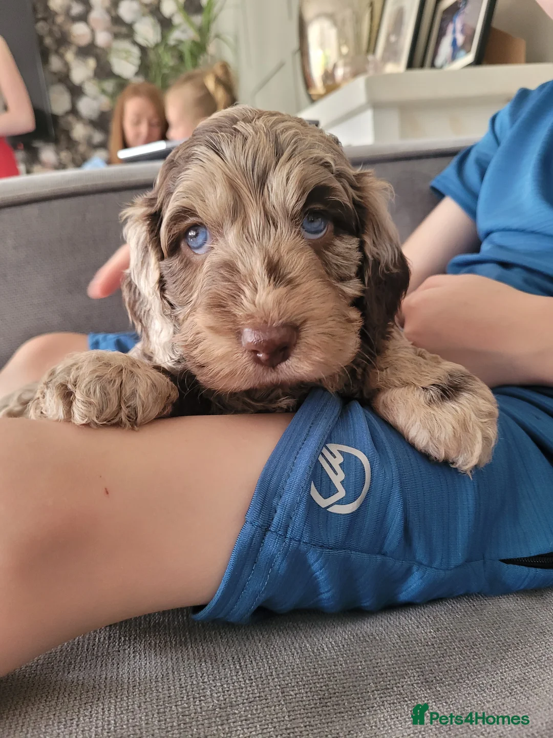 Miniature Poodle dogs for stud: Chocolate Merle Miniature Poodle for stud in Warrington - Advert 23