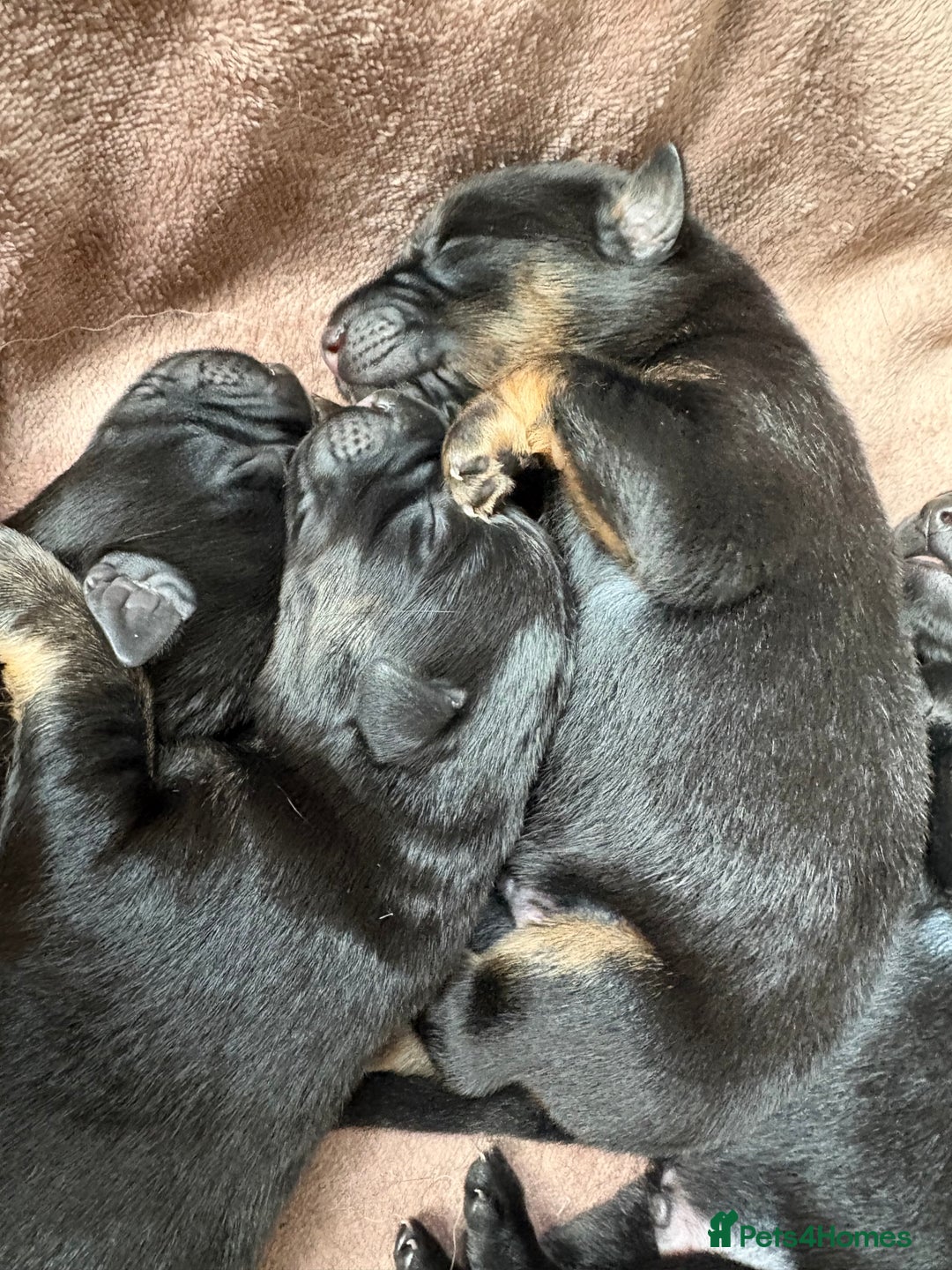 Mixed Breed dogs for sale: German shepherd puppies for sale  - Image 2
