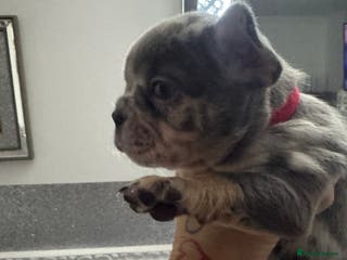 French Bulldog dogs Out standing french bulldogs merles carry fluffy - Advert 13