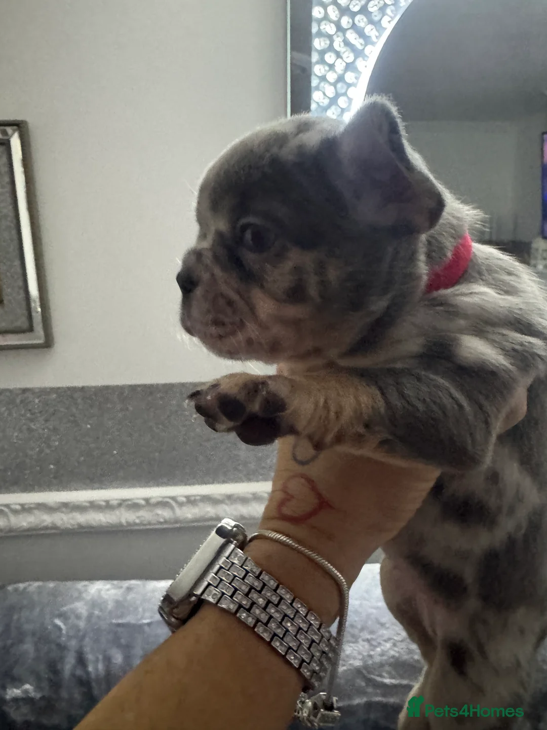 French Bulldog dogs for sale: Out standing french bulldogs merles carry fluffy - Advert 2
