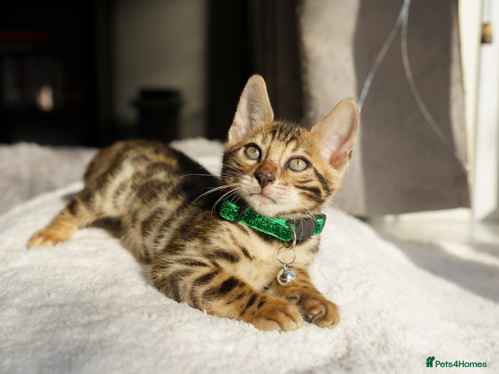 Bengal cats ONLY 4 LEFT - HEALTH/DNA TESTED BENGALS - Advert 1
