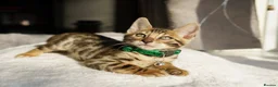 Bengal cats for sale: ONLY 4 LEFT - HEALTH/DNA TESTED BENGALS - Advert 10