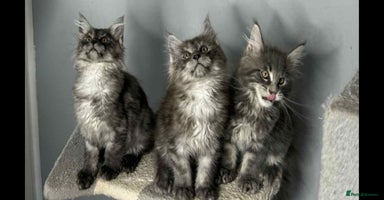 Maine Coon cats - Advert 13
