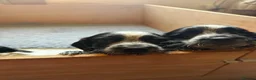 Sprocker dogs for sale: Sprocker Puppies  in Llangollen - Advert 14