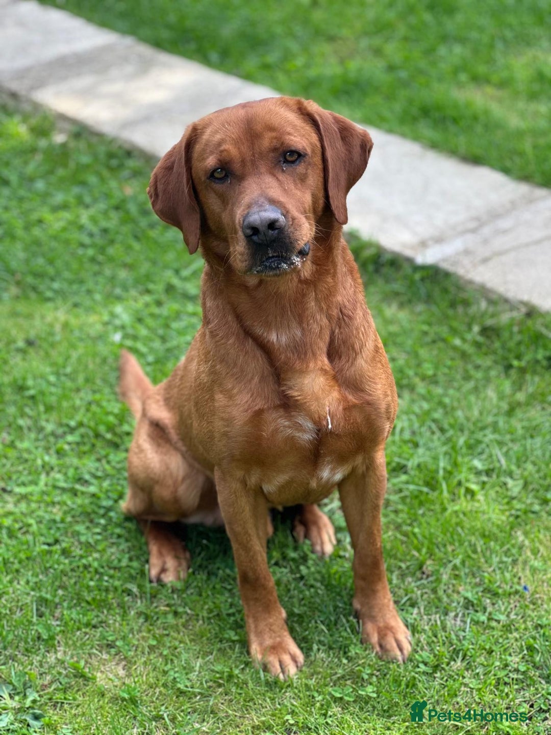 Labrador Retriever dogs for sale: Labrador puppies  - Advert 4