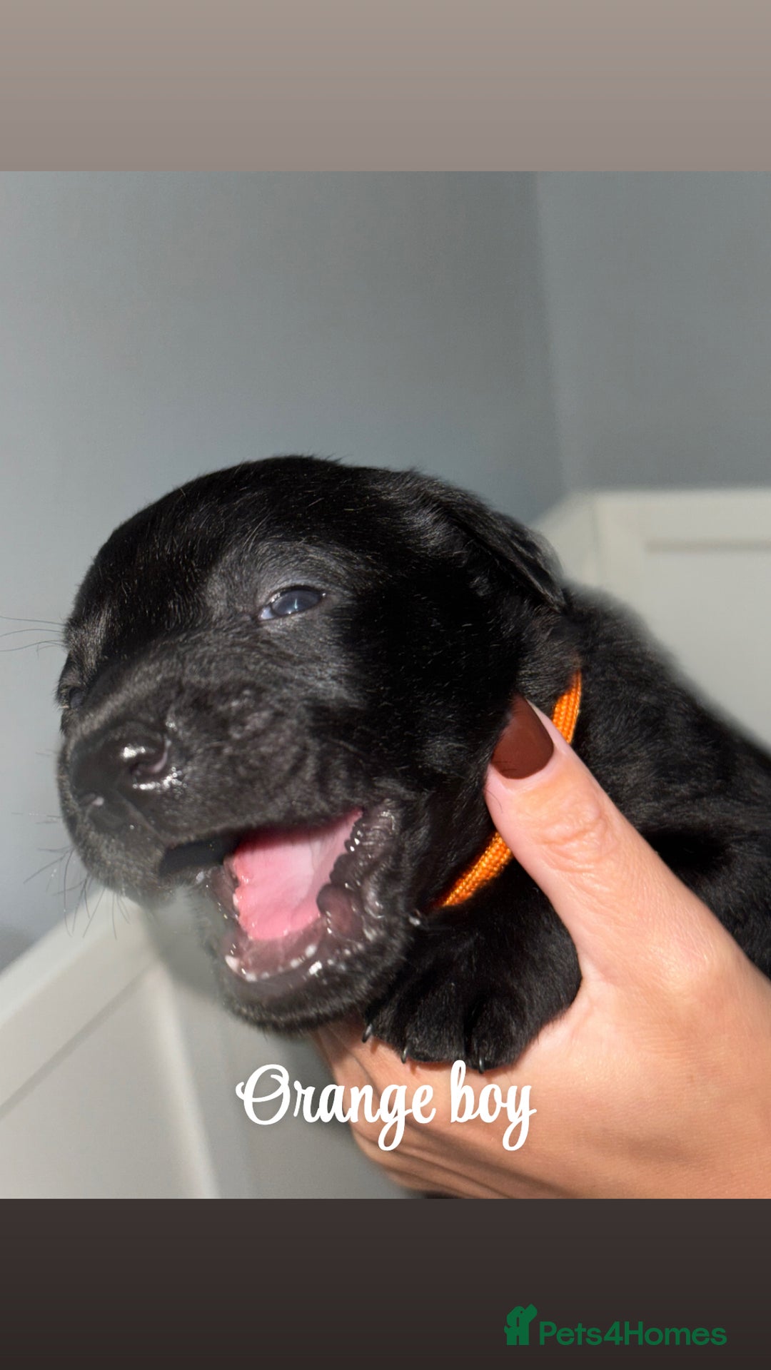 Labrador Retriever dogs for sale: Labrador puppies  - Image 10