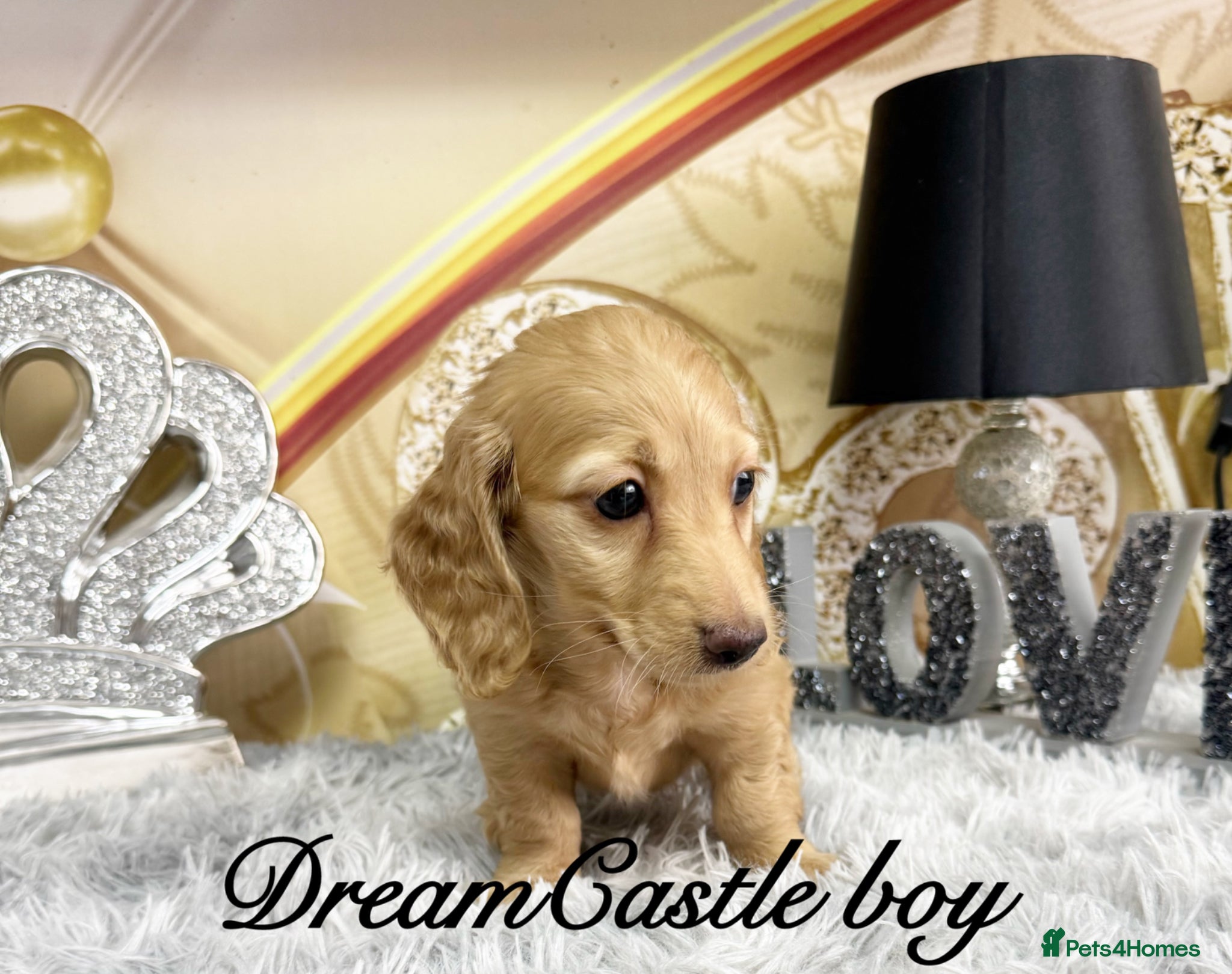 Miniature Dachshund dogs Ready to leave Kc long coat cream puppies  - Advert 2