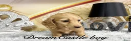 Miniature Dachshund dogs for sale: Ready to leave Kc long coat cream puppies  - Advert 10