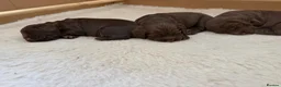 Cocker Spaniel dogs for sale: Cocker Spaniel Pups  - Advert 14