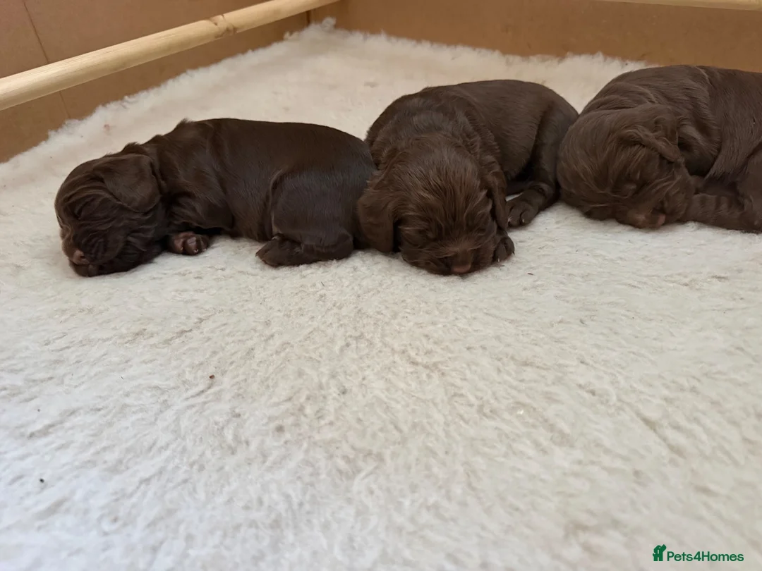 Cocker Spaniel dogs for sale: Cocker Spaniel Pups  - Advert 14