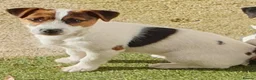 Jack Russell dogs for sale: Jack Russell puppies  - Advert 4