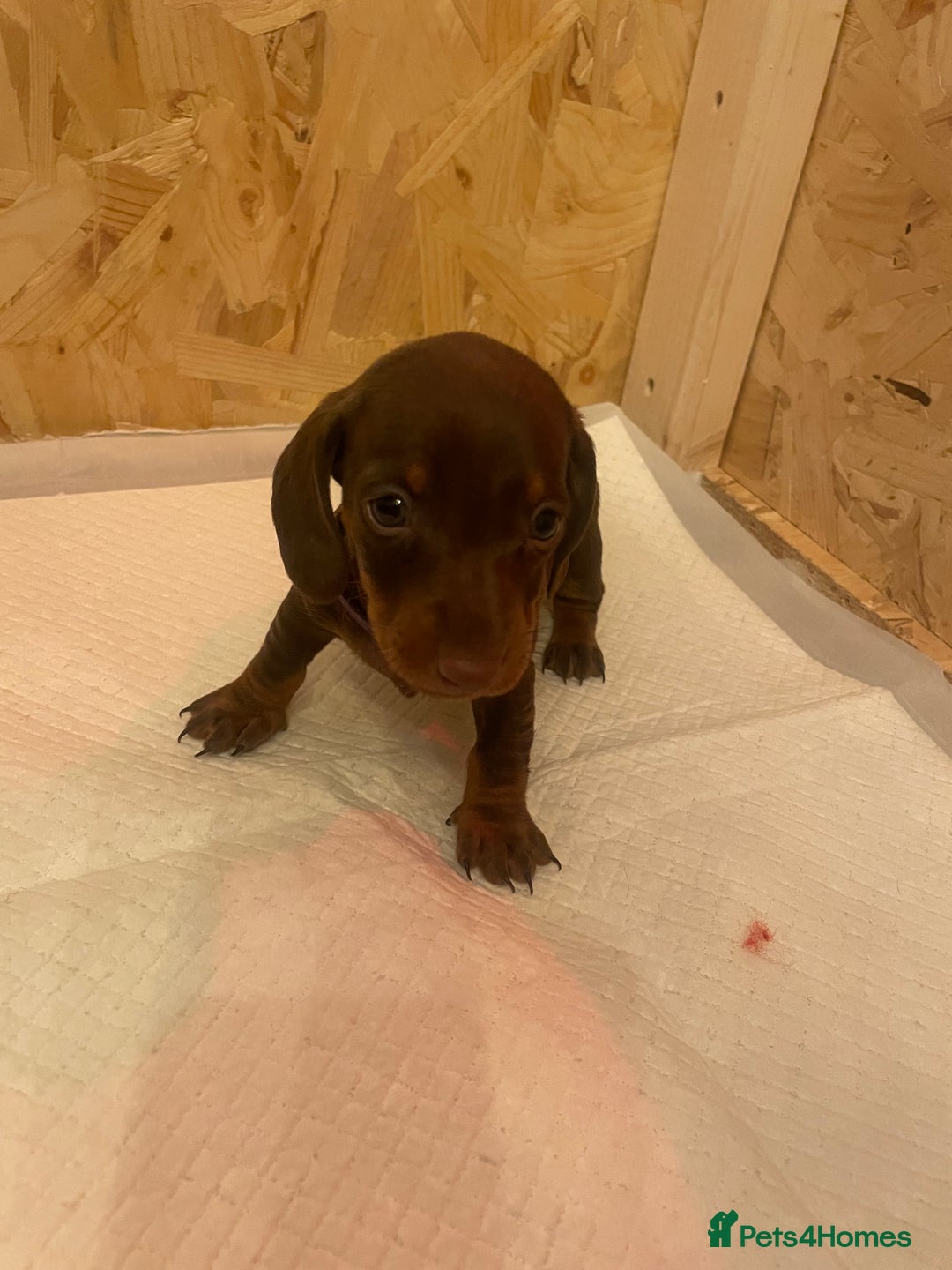 Dachshund dogs for sale: Dachshund puppies - Advert 14