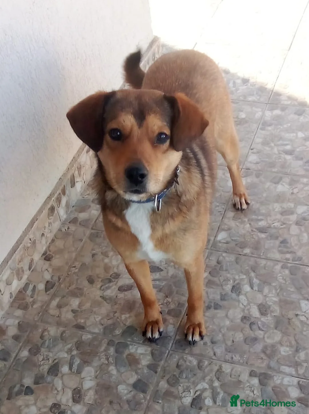 Mixed Breed dogs for adoption: ✨FOUND ON THE STREET, READY FOR HER SECOND CHANCE✨ - Advert 6