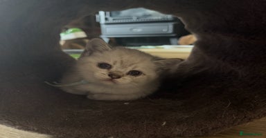 British Shorthair cats - Advert 16