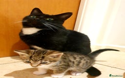 Mixed Breed cats for sale: Adorable trio of kittens  - Image 26