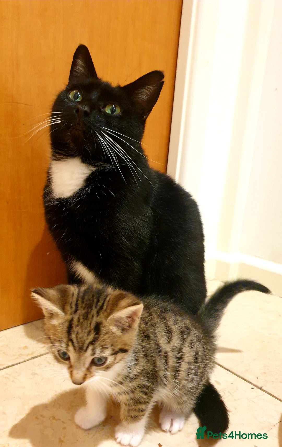 Mixed Breed cats for sale: Adorable trio of kittens  - Image 26